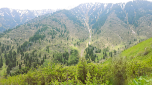 Кинологи МЧС нашли заблудившегося гражданина Великобритании  