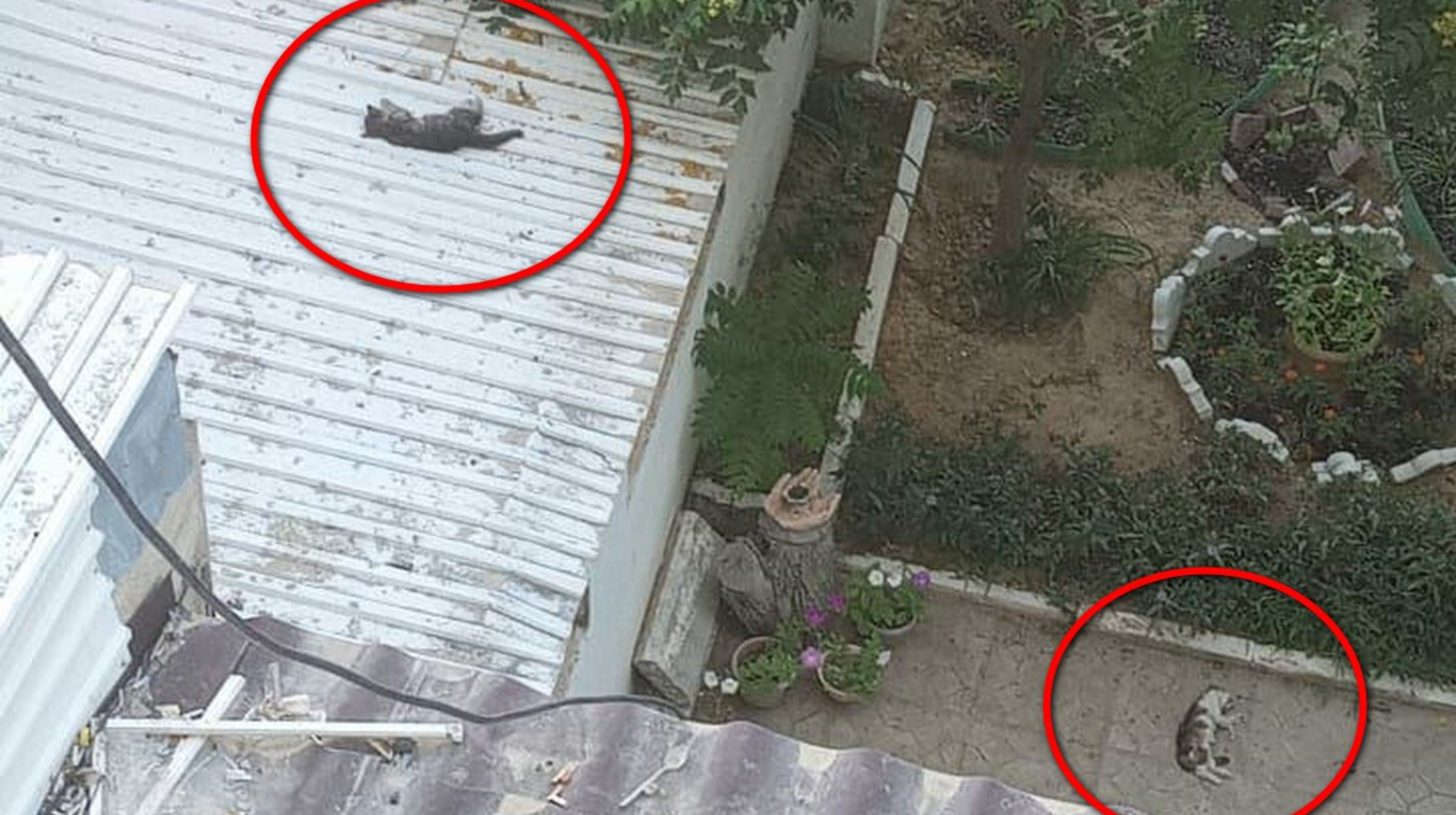 Живодеры сбросили котят с многоэтажки в Актау