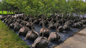 85-летний Бектай ата посадил два миллиона деревьев в Кызылорде