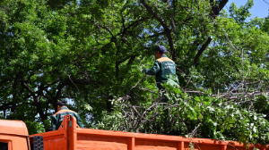 «Алматы Жазы»: в мегаполисе продолжается санитарная обрезка больных и сухостойных деревьев