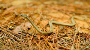 Змея на пляже напугала отдыхающих в Приозерске 
