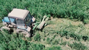 13 тонн наркотиков изъяли в Казахстане в ходе ОПМ «Қарасора»