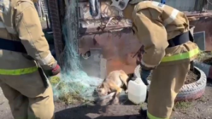 В капкан попала собака в Риддере