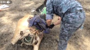 Вооруженные браконьеры задержаны в области Улытау