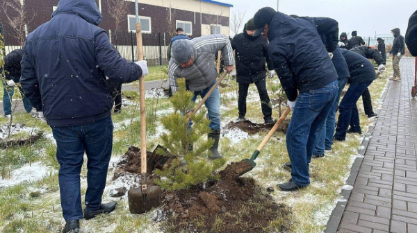 Посадкой хвойных деревьев в первый снег занялись спасатели в Астане 