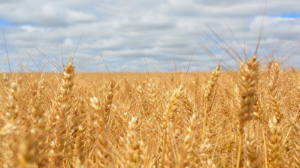 В Правительстве подвели итоги уборочной кампании 