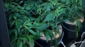 Группу наркоторговцев арестовали в Шымкенте