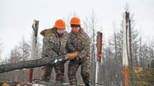 В области Абай военнослужащие очистили более 17 га выгоревшего леса