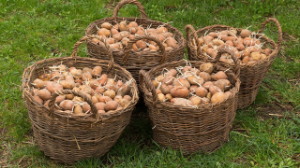 Многочисленные нарушения: в Казахстане принимают меры по стабилизации цен на картофель