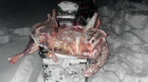 Незаконная охота выявлена в области Абай