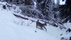 В фотоловушку природного парка «Көлсай көлдері» попали снежный барс и туркестанская рысь