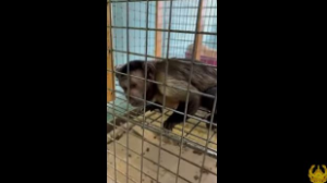 Очень редкое краснокнижное животное изъяли в частном зоомагазине в Темиртау