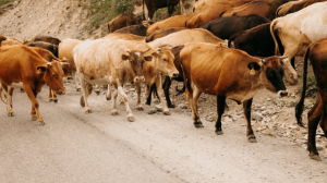 12 лет с конфискацией имущества можно получить в Казахстане за кражу скота