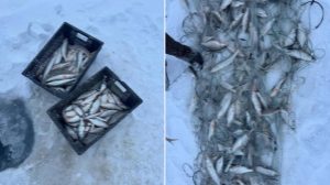 Браконьерство пресекли на озере Балхаш в Карагандинской области  