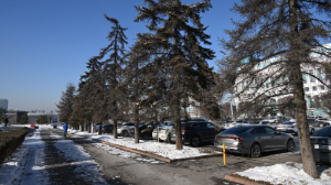 Досаев разъяснил правила сноса аварийных деревьев в Алматы