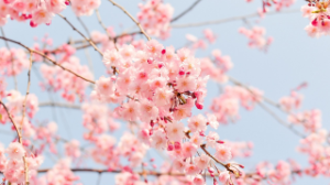 В Жетісу в праздничных мероприятиях Көрісу күні – Амал мерекесі приняли участие около тысячи человек