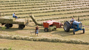 1 августа 2025 года в Казахстане стартует сельскохозяйственная перепись