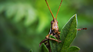 В Туркестанской области проверяют готовность к борьбе с саранчой
