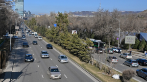 В Алматы на проспекте аль-Фараби высадили почти 300 крупномерных деревьев