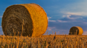 В Актюбинской области засеют более 800 тысяч гектаров сельхозземель