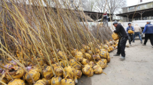 В Алматы в рамках программы «Таза Қазақстан» стартует акция «Зеленый двор»