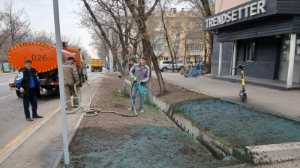 Плановая работа по озеленению зеленых зон проводится в Бостандыкском районе Алматы