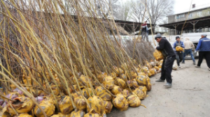 Бесплатные саженцы в Алматы: как получить и посадить дерево во дворе