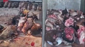 В трех городах Казахстана обнаружено 13 незаконных убойных цехов