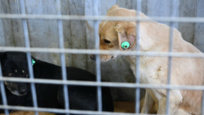 В Алматы стартовала программа по бесплатной стерилизации и кастрации домашних животных