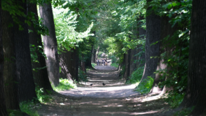 Когда начнется благоустройство рощи Баума и Большого Алматинского канала