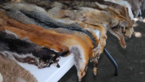 В Казахстане отменили таможенные пошлины на шкуры и шерсть сельхозживотных 