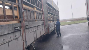 В Казахстане пресечена попытка ввоза 60 голов КРС без документов