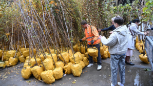 Где будут раздавать бесплатные саженцы в Алматы