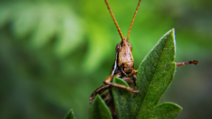 В Арыси активно ведется борьба с нашествием марокканской саранчи