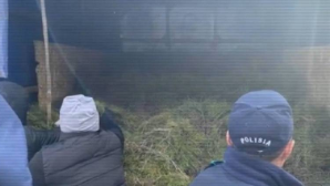 Хищение леса пресекли в области Абай