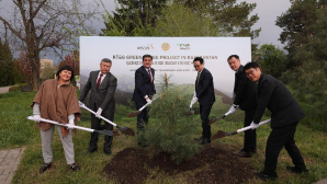 В восстановлении лесов в области Абай используют опыт Кореи