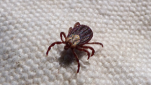 Более 430 казахстанцев обратились с жалобами на укусы клещей