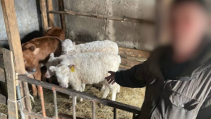 Скандал на ферме: двое работников утащили полсотни телят в СКО 