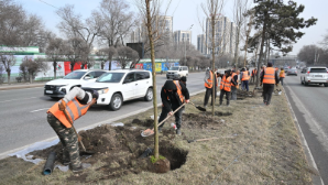 Озеленение проспекта аль-Фараби: работы проходят по графику для минимизации транспортных заторов