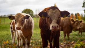 Животноводческий кластер будет создан в Акмолинской области
