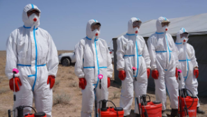 В Туркестанской области от марокканской саранчи обработано более 350 тыс. га