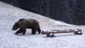 Бурый медведь вновь попал в объектив на Кольсае