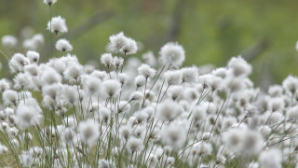 В Казахстане 25 тыс. агроформирований занимаются хлопководством