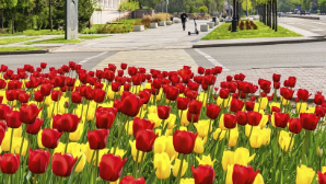От тюльпанов до лаванд: Алматы расширяет палитру многолетников