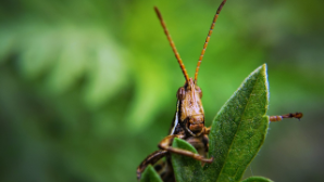 Бектенов поручил усилить меры по борьбе с саранчой в Туркестанской и Жамбылской областях