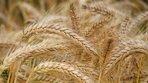 5,6 тысячи тонн акмолинского зерна в экспортировано в Италию