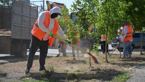 Таза Қазақстан: в Шымкенте набирают обороты работы по озеленению