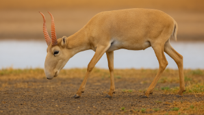 В Казахстане начался окот сайгаков