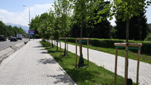 Более миллиона деревьев и 790 км автополива: в Алматы расширяют масштабную программу озеленения