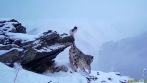Снежный барс запечатлен фотоловушкой в Катон-Карагайском национальном парке